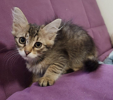 Котенок в добрые руки