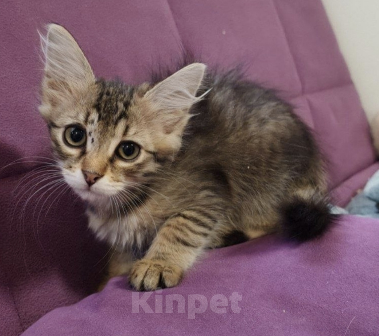 Кошки в Москве: Котенок в добрые руки Мальчик, Бесплатно - фото 1