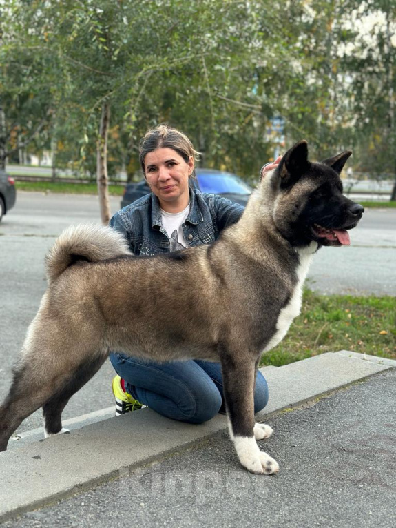 Собаки в Челябинске: Американская акита Девочка, Бесплатно - фото 1