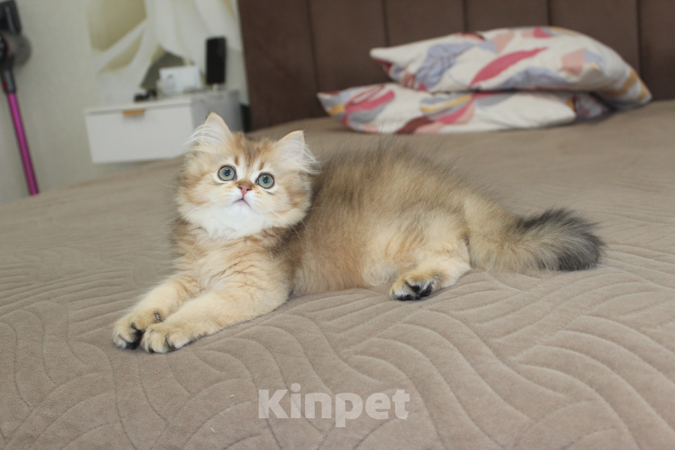 Кошки в Чебоксарах: Котик Мальчик, 30 000 руб. - фото 1