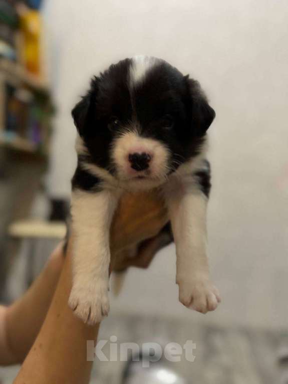 Собаки в Самаре: Мальчик Мальчик, 80 000 руб. - фото 2