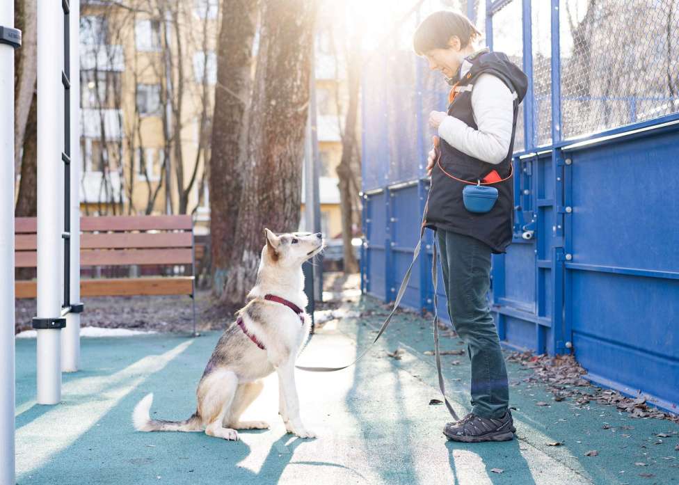 Собаки в Москве: Собака-компаньон в добрые руки Девочка, Бесплатно - фото 8