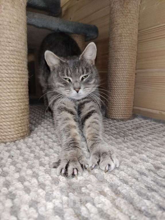 Кошки в Котельнике: Кошечка в добрые руки Девочка, Бесплатно - фото 5