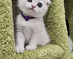 Кошки в Балашихе: Серебристая шиншилла Девочка, 40 000 руб. - фото 1