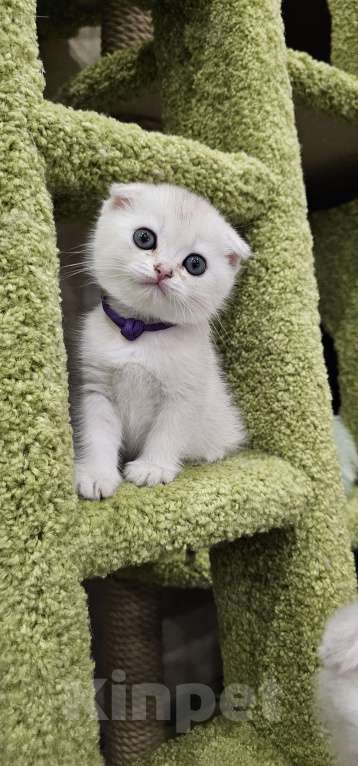 Кошки в Балашихе: Серебристая шиншилла Девочка, 40 000 руб. - фото 1