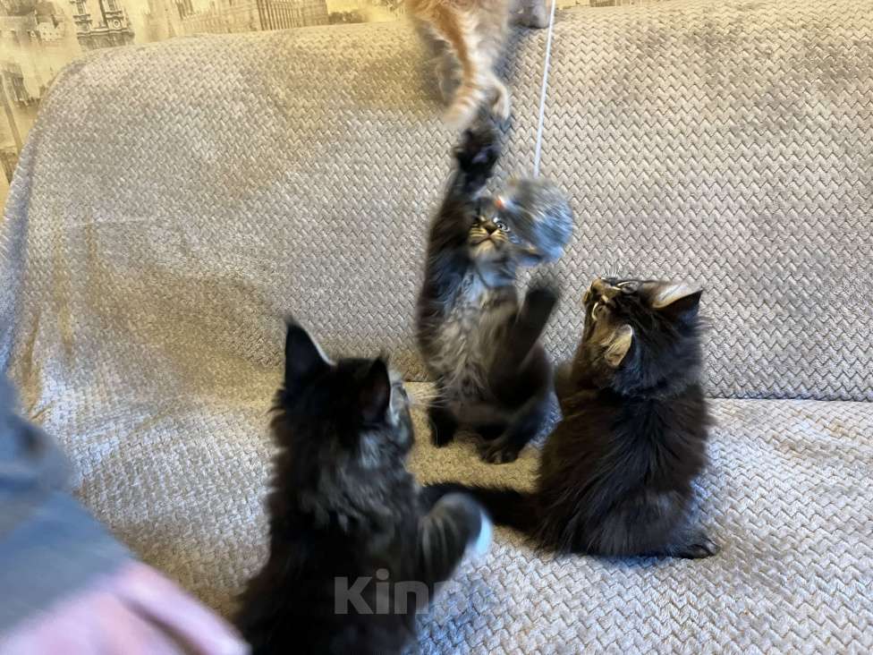 Кошки в Томске: Бронирование котенка мейн-кун Мальчик, 50 000 руб. - фото 2