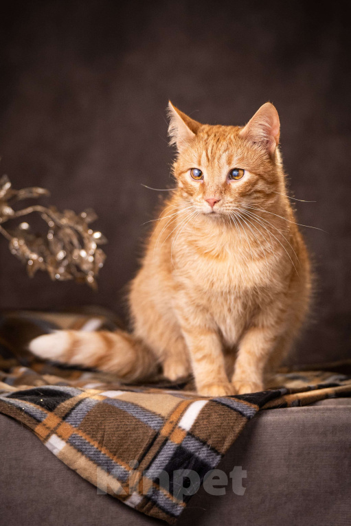 Кошки в Клине: Руби — робкая кошечка Девочка, Бесплатно - фото 4