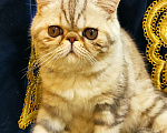 Кошки в Омутнинске: Плюшки экзоты котята, 14 000 руб. - фото 2