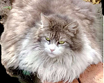 Кошки в Москве: Марго – кошечка сибирячка с огромными глазами в добрые руки Девочка, 1 руб. - фото 3