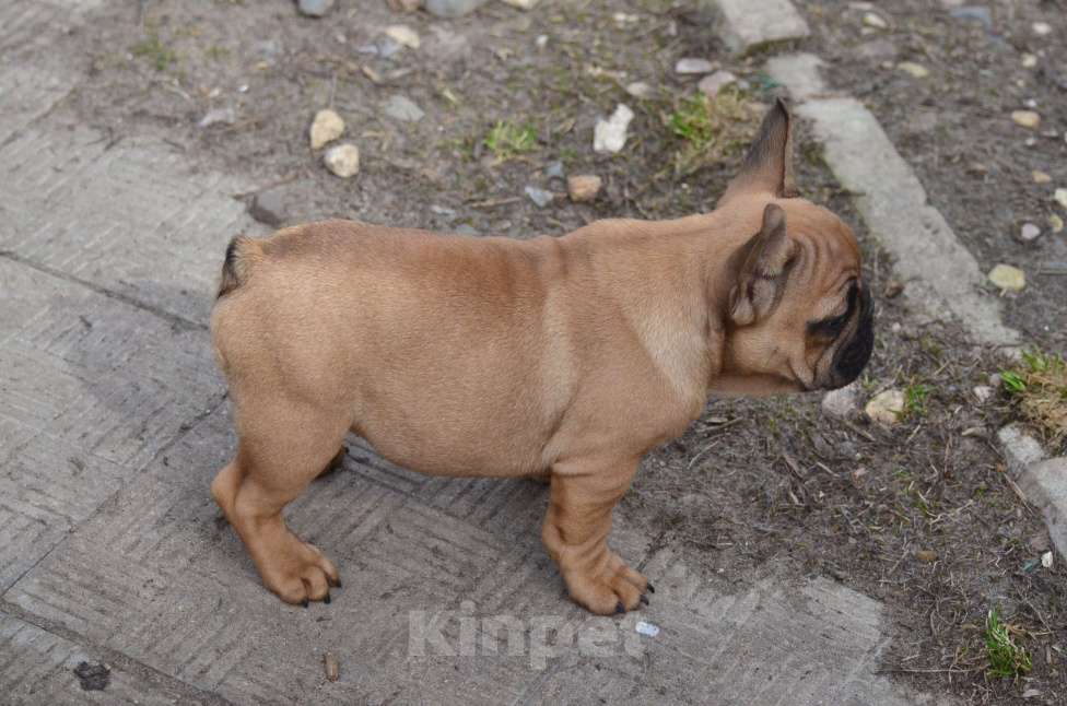 Собаки в Старом Купавне: Французский друг Мальчик, 70 000 руб. - фото 3