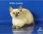 Кошки в Москве: Тайские котята Willie Gamlet блю-пойнт Мальчик, Бесплатно - фото 1