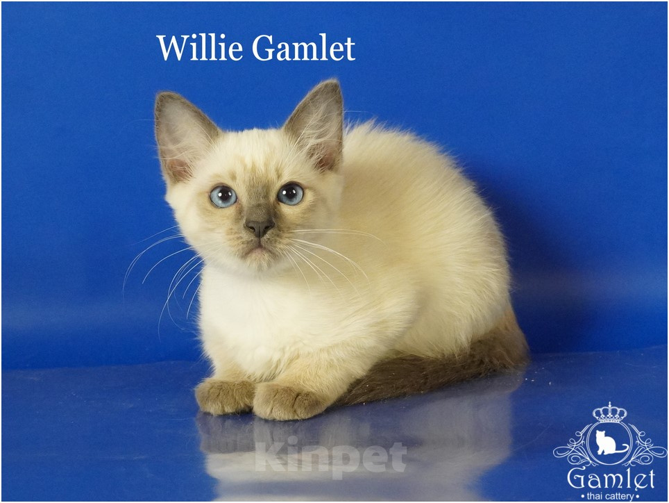 Кошки в Москве: Тайские котята Willie Gamlet блю-пойнт Мальчик, Бесплатно - фото 1