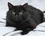 Кошки в Москве: Ласковый чёрный пушистый котик Хеликс Мальчик, Бесплатно - фото 3