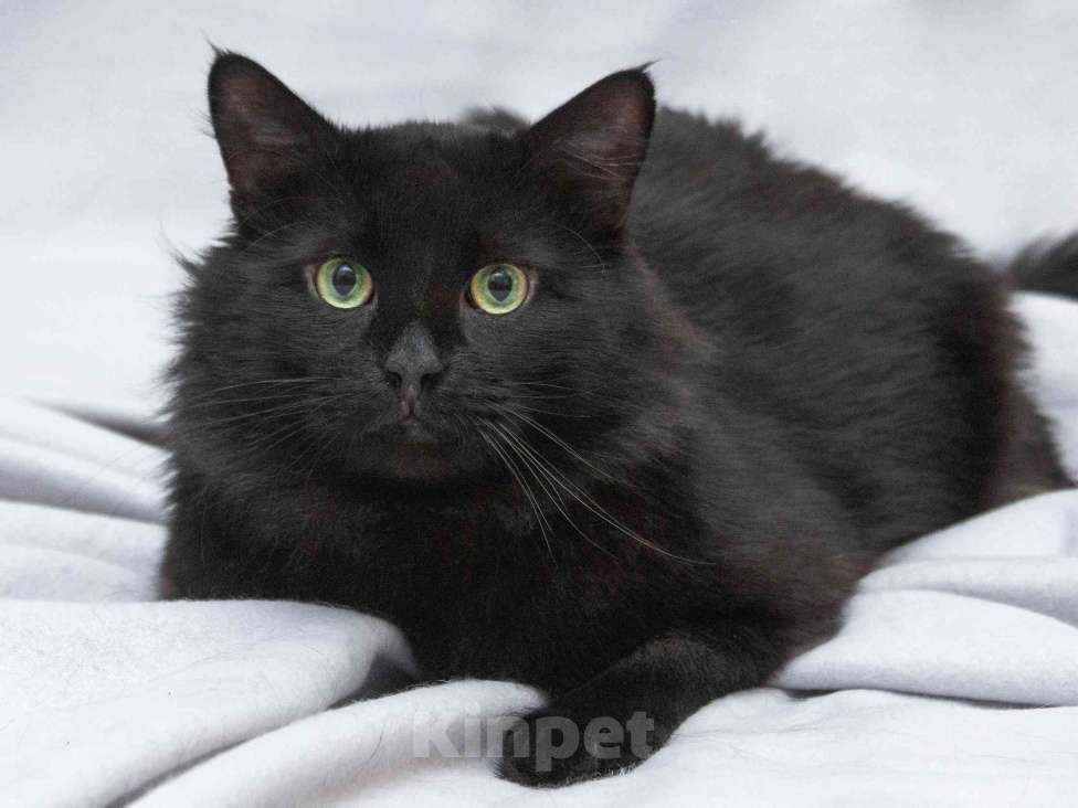 Кошки в Москве: Ласковый чёрный пушистый котик Хеликс Мальчик, Бесплатно - фото 3
