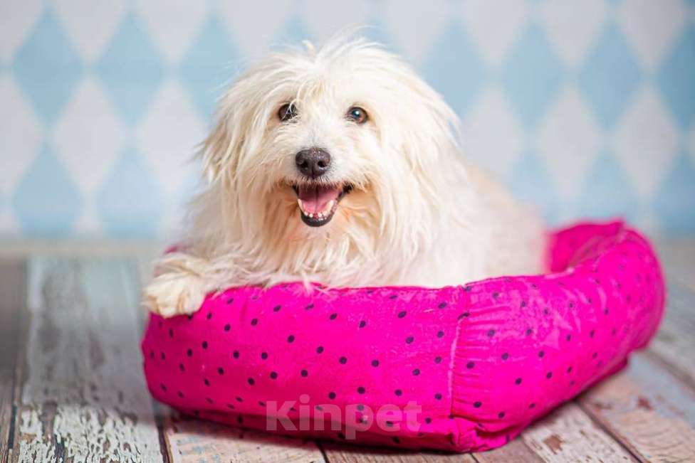 Собаки в Москве: Белая болонка Бэкки в добрые руки Девочка, 1 руб. - фото 6