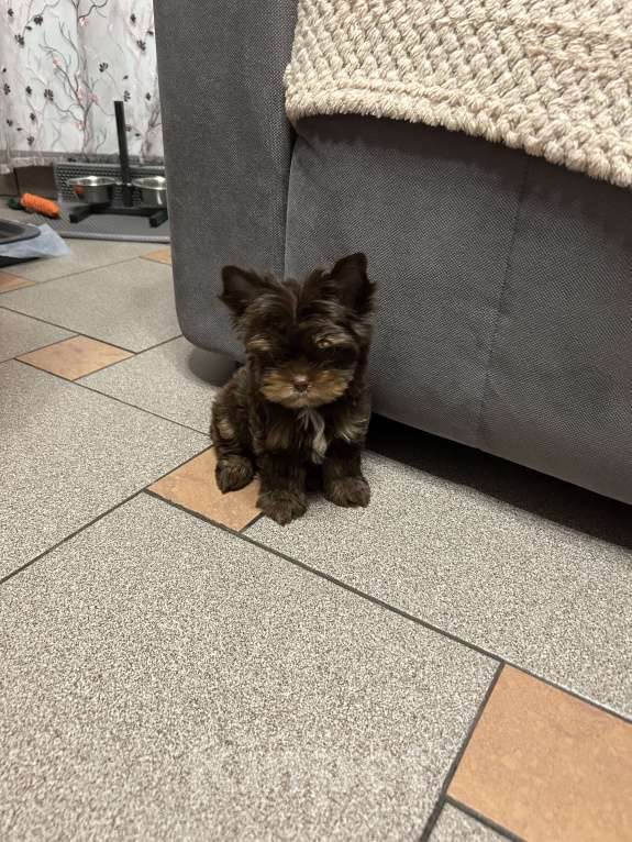 Собаки в Люберцах: Продаю щенка цветного йоркширского терьера Девочка, 30 000 руб. - фото 3