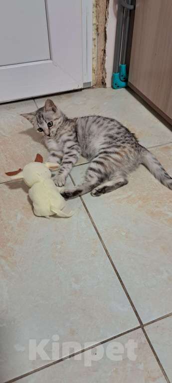 Кошки в Симферополе: Кошечка Буся ищет любящих хозяев) Девочка, Бесплатно - фото 8