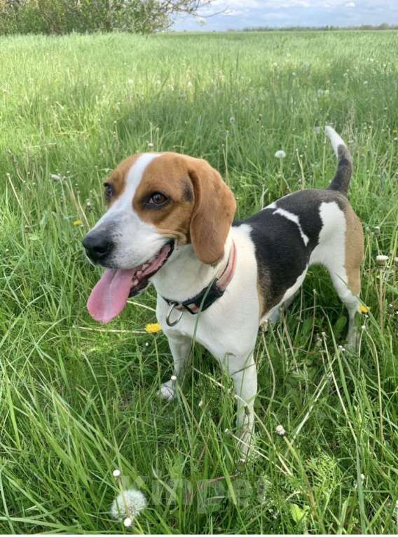 Собаки в Краснодаре: Пропала собака Девочка, Бесплатно - фото 1