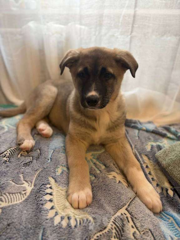 Собаки в Москве: Щенок в добрые руки Девочка, Бесплатно - фото 3