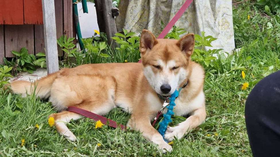 Собаки в Москве: Отдадим в добрые руки Мальчик, Бесплатно - фото 2