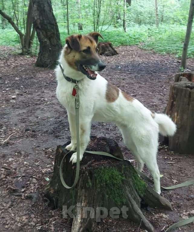 Собаки в Долгопрудном: Амурчику нужен тёплвый Дом и любящий хозяев Мальчик, Бесплатно - фото 2