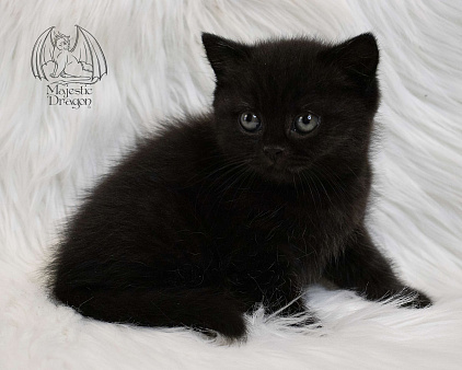Британский короткошерстный котенок