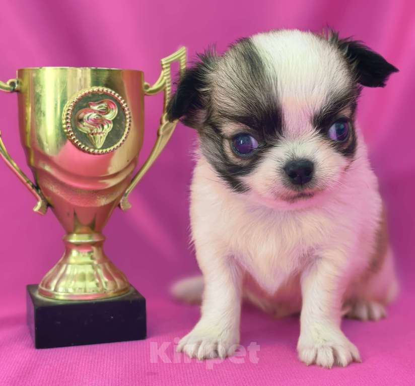 Собаки в Москве: Мальчик чихуахуа длинношёрстный Мальчик, 35 000 руб. - фото 3