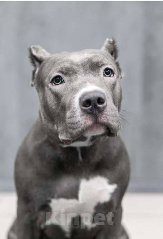 Собаки в Мурманске: Американский булли Девочка, 90 000 руб. - фото 3