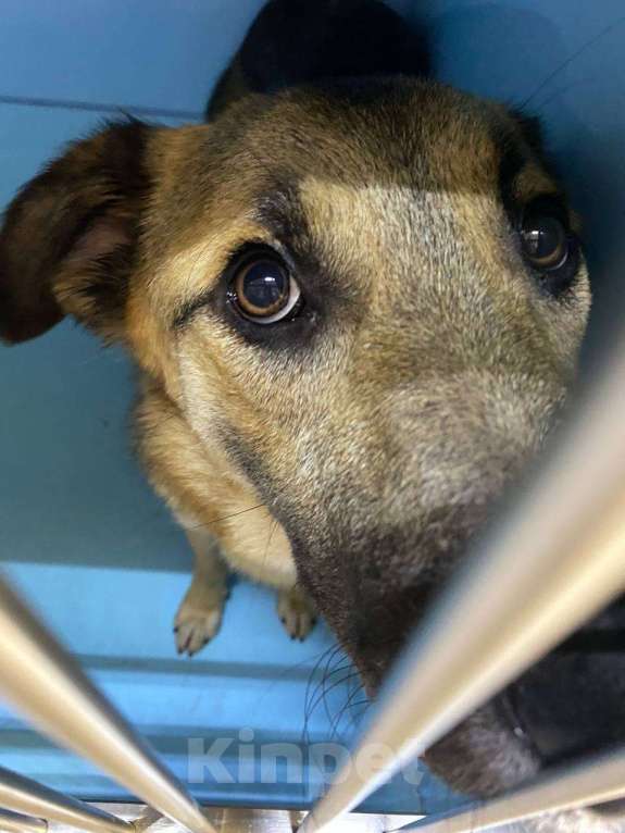 Собаки в Москве: Добрейший Трошенька ищет дом Мальчик, Бесплатно - фото 6