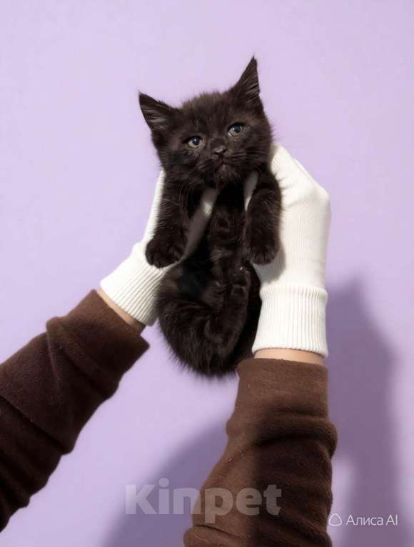 Кошки в Санкт-Петербурге: Котёнок-котик. 1,5 мес. Чёрный мрамор Мальчик, Бесплатно - фото 1