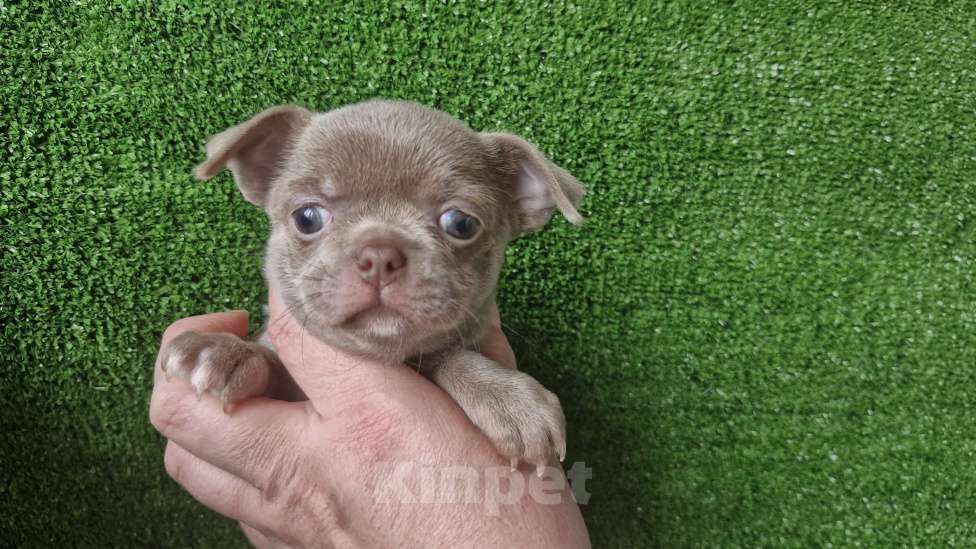 Собаки в Краснодаре: Липовый с белым девочка  Девочка, 60 000 руб. - фото 4