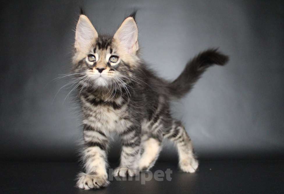 Кошки в Екатеринбурге: Котёнок мейн-кун Кабалерон Мальчик, 50 000 руб. - фото 7