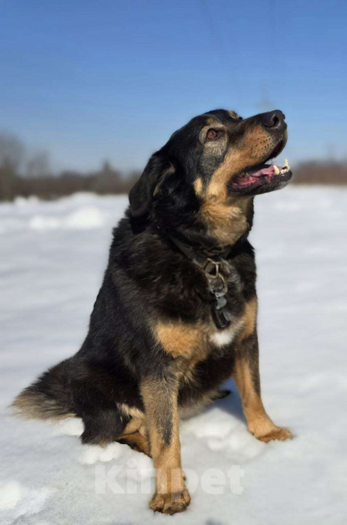 Собаки в Королеве: Града - воплощение безграничной нежности! Девочка, Бесплатно - фото 9