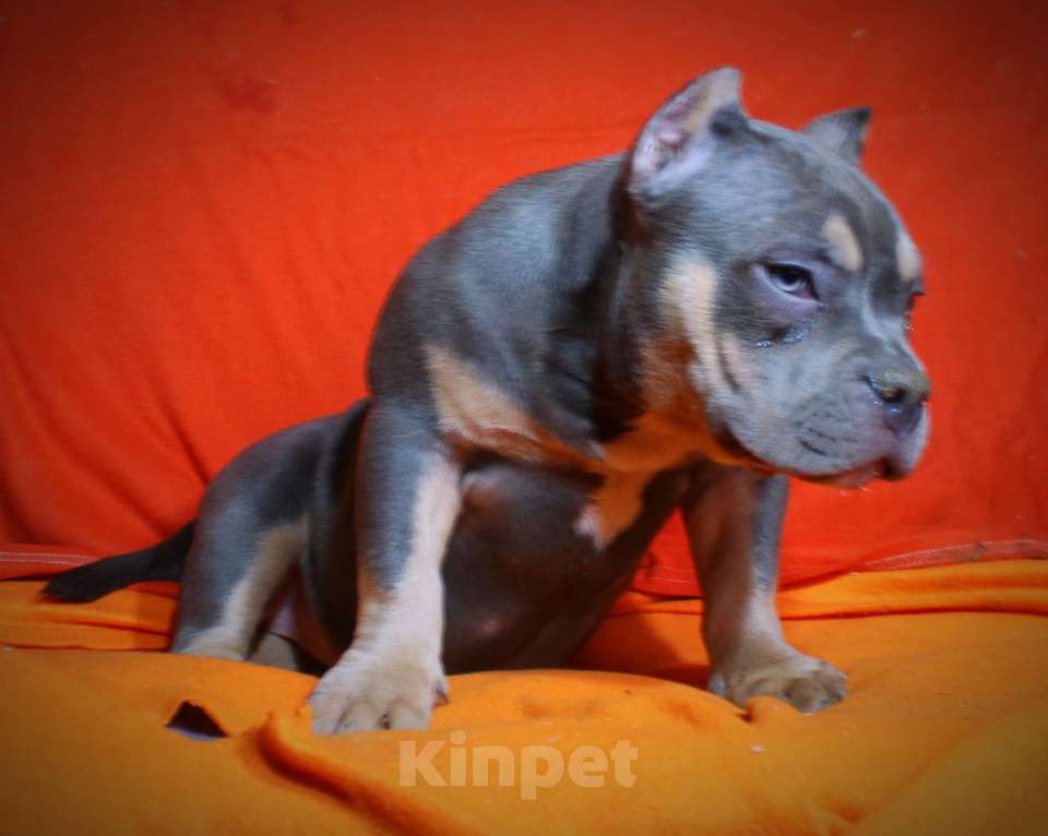 Собаки в Пушкино: Девочка - булли Девочка, 80 000 руб. - фото 4