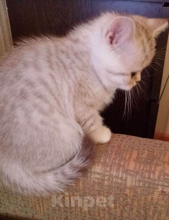 Кошки в других городах Волгоградской области: Шотладский котёнок Девочка, 3 000 руб. - фото 2