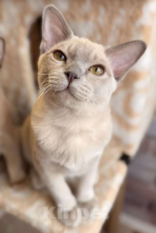 Кошки в Москве: Бурманские котята Мальчик, 60 000 руб. - фото 6