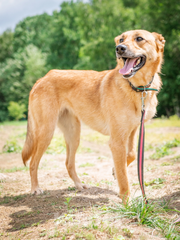 Собаки в Москве: Добрая и ласковая Асти Девочка, Бесплатно - фото 2