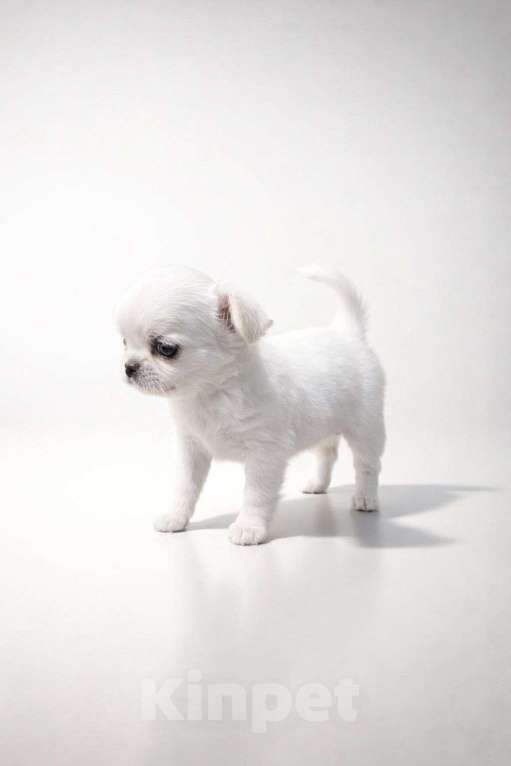 Собаки в Москве: Кукольный малыш Мальчик, 65 000 руб. - фото 1