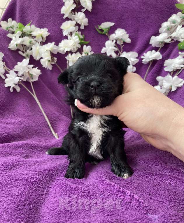 Собаки в Москве: Чёрный йорк девочка Девочка, 100 000 руб. - фото 5