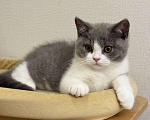Кошки в Москве: Британский котенок Мальчик, Бесплатно - фото 1
