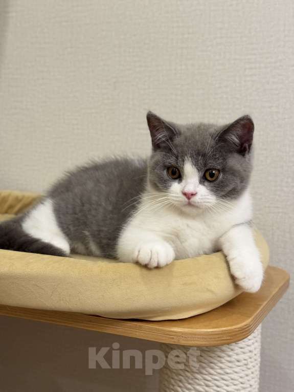 Кошки в Москве: Британский котенок Мальчик, Бесплатно - фото 1