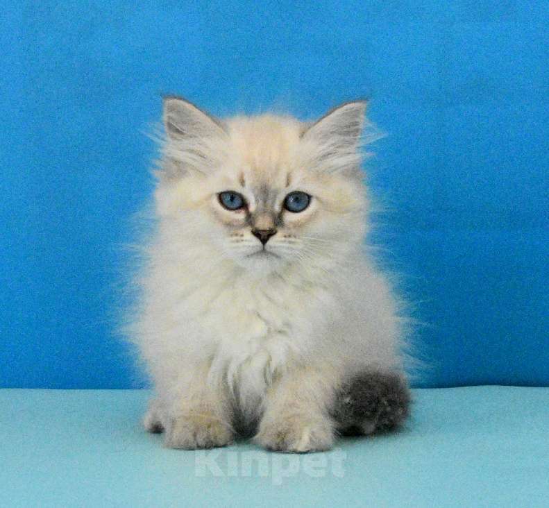 Кошки в Москве: Красотка Пенелопа Девочка, Бесплатно - фото 2