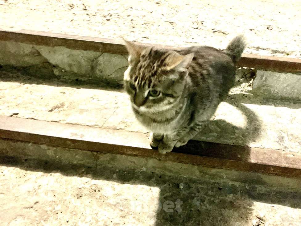 Кошки в Саратове: Котенок мальчик в добрые руки  Мальчик, Бесплатно - фото 7