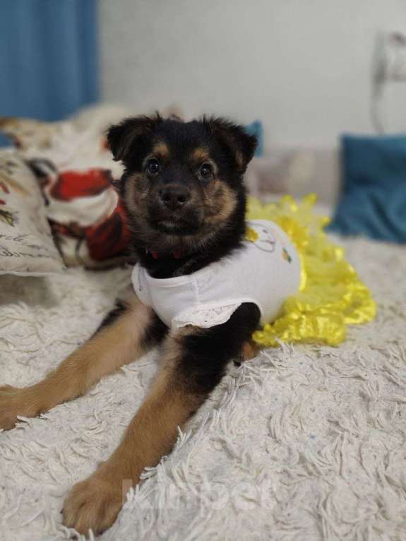 Собаки в Москве: Малышка Челси в добрые руки  Девочка, Бесплатно - фото 3