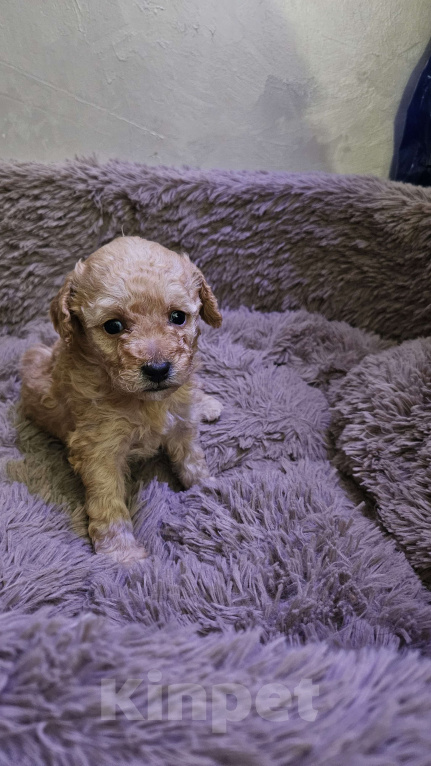 Собаки в других городах Московской области: Щенки той пудель Девочка, 40 000 руб. - фото 3