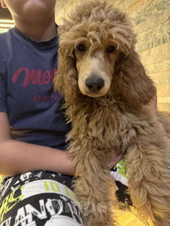 Собаки в Звенигороде: девочка королевский пудель (оранжевая ошейник) Девочка, 70 000 руб. - фото 3