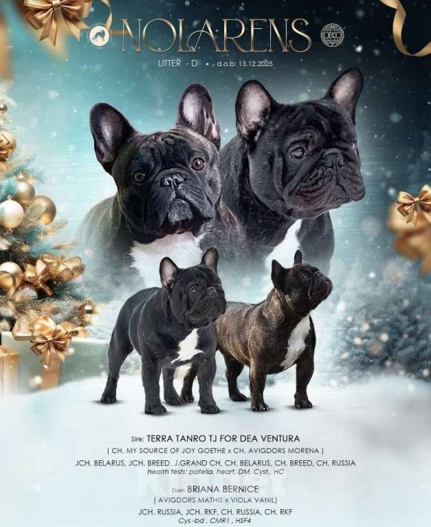 Собаки в Михайлове: Щенки Французский бульдог Мальчик, 80 000 руб. - фото 4