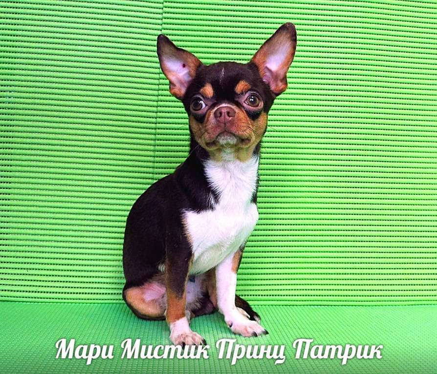 Собаки в Санкт-Петербурге: Супер мини Баронесса шоколадного окраса чихуахуа Девочка, 150 000 руб. - фото 7