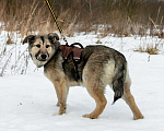 Собаки в Бронницах: Гретта Девочка, 1 руб. - фото 8