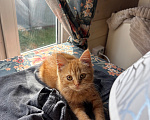 Кошки в Москве: Котята в добрые руки Девочка, Бесплатно - фото 2